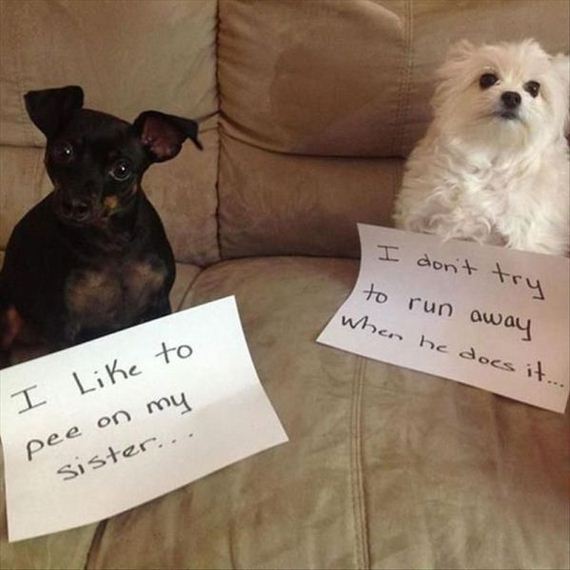 funny-pictures-587