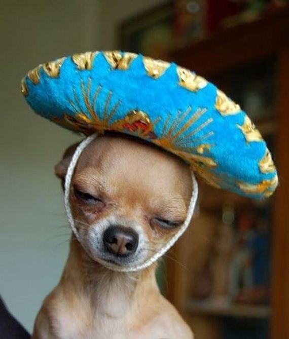 funny-pictures-587