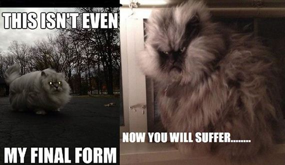 funny-pictures-588