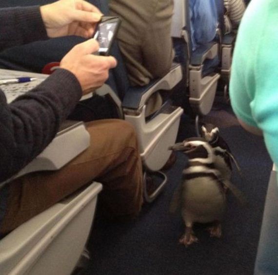 funny-pictures-588