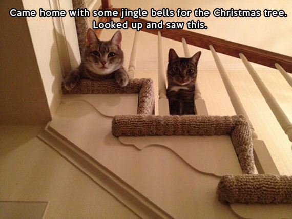 funny-pictures-588