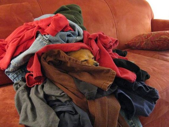 funny-pictures-590
