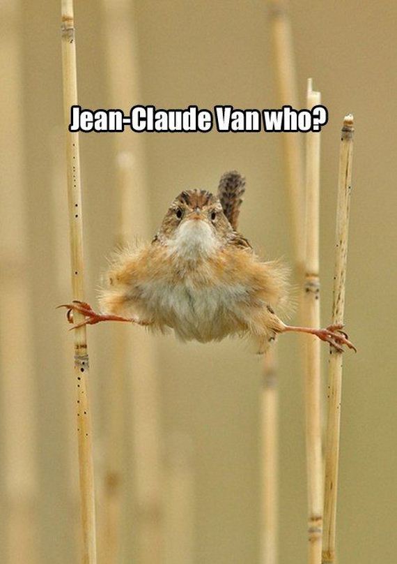 funny-pictures-590