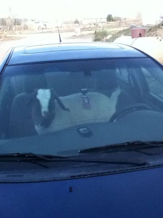 funny-pictures-600