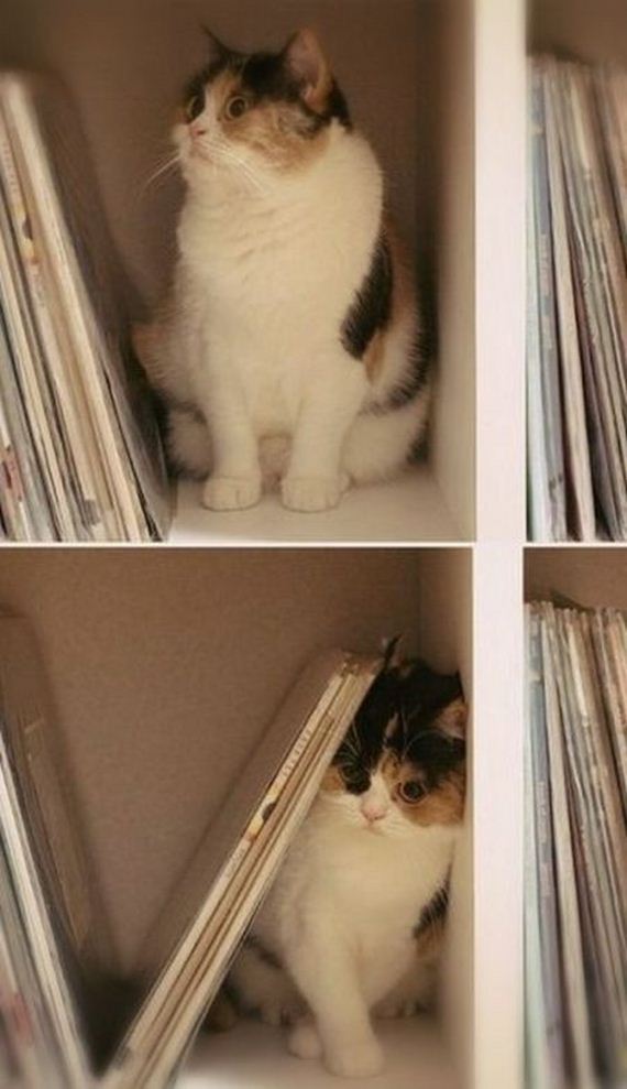 funny-pictures-601