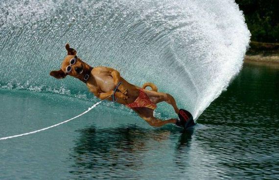 funny-pictures-601