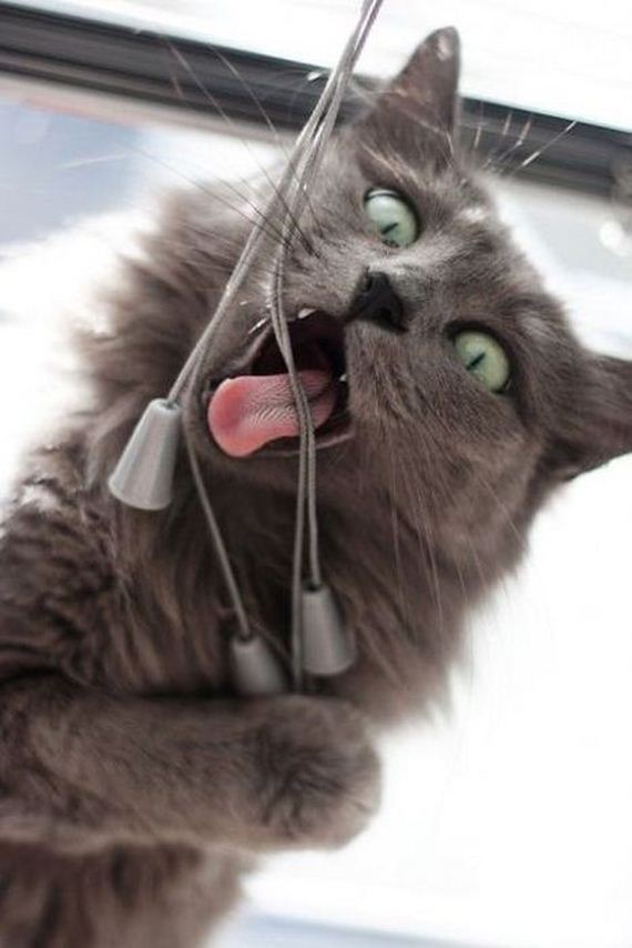 funny-pictures-603