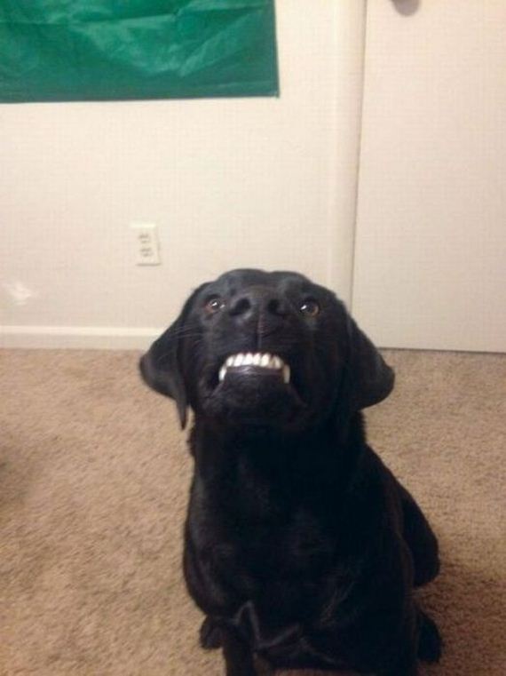 funny-pictures-603