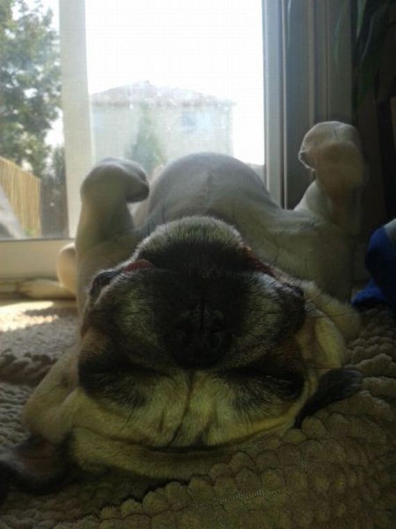 funny-pictures-604