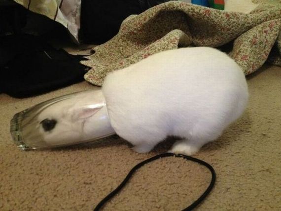 funny-pictures-605