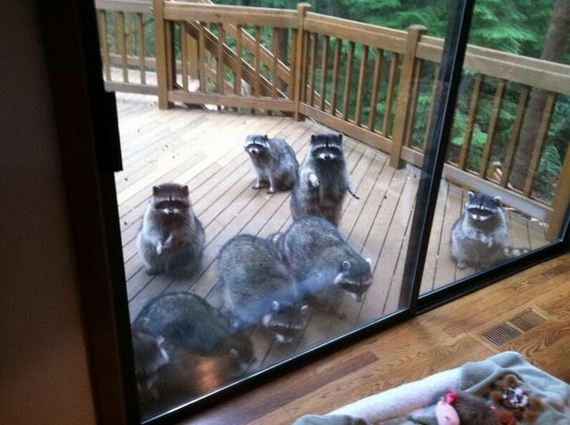 funny-pictures-605