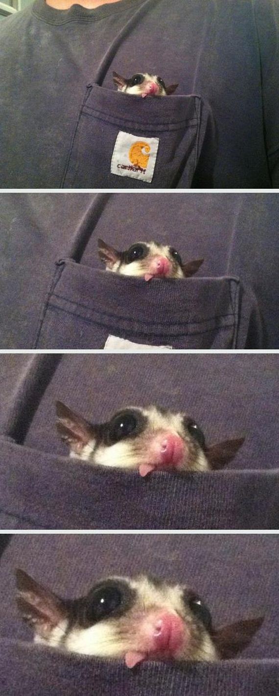funny-pictures-606