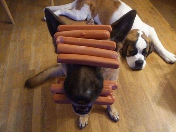 funny-pictures-608
