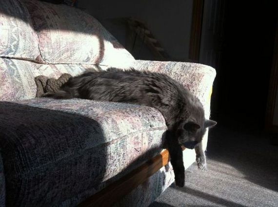 funny-pictures-608
