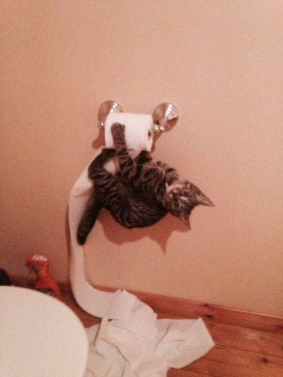 funny-pictures-609