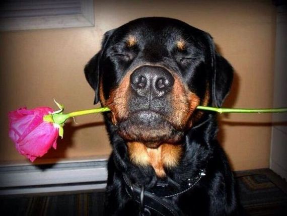 funny-pictures-611