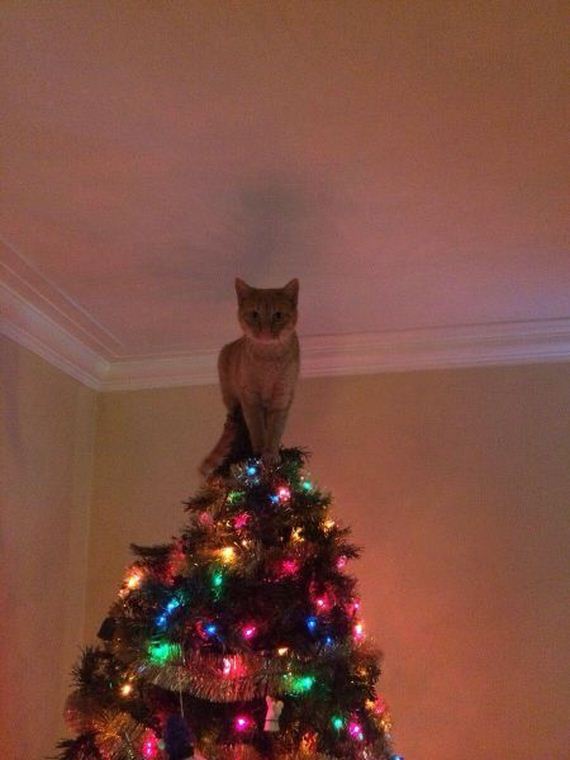 funny-pictures-611