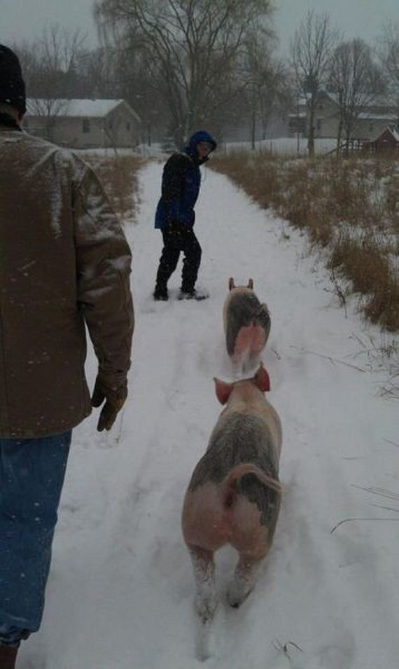 funny-pictures-611