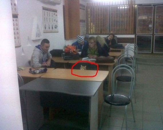 funny-pictures-617