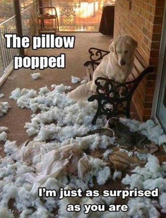 funny-pictures-618