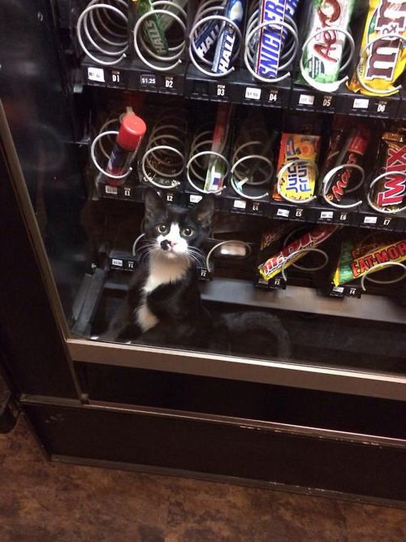 funny-pictures-620