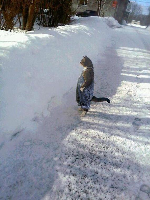 funny-pictures-620