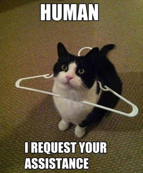funny-pictures-622