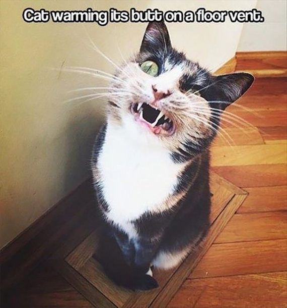 funny-pictures-622