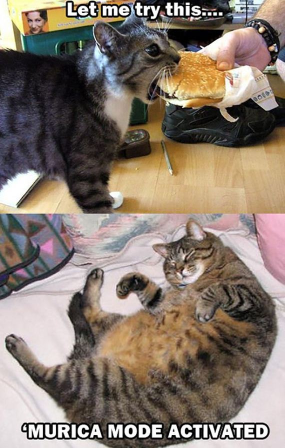 funny-pictures-622