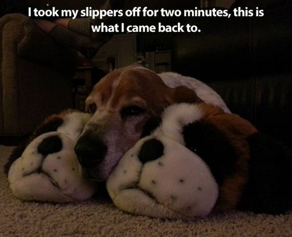 funny-pictures-626