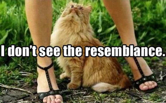 funny-pictures-626