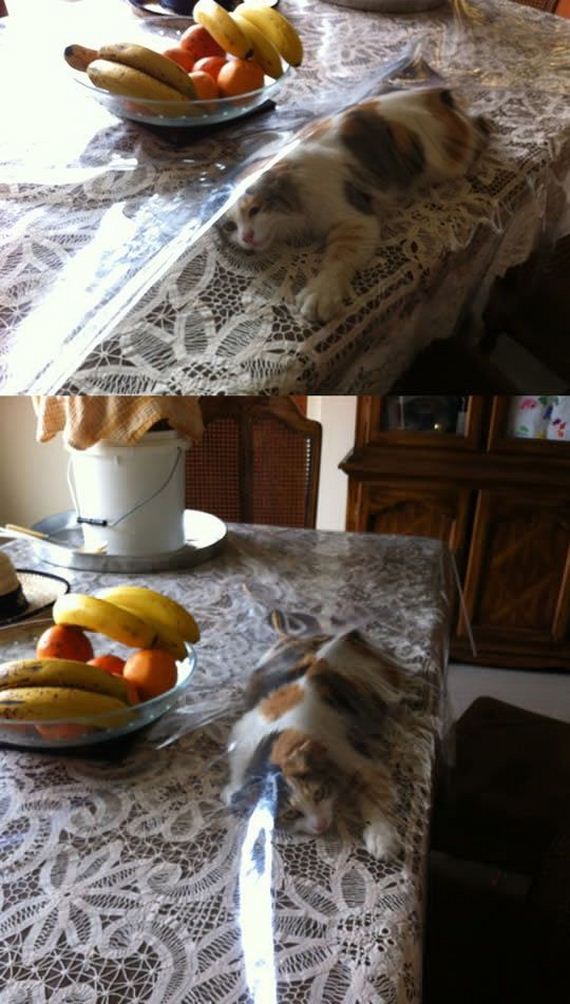 funny-pictures-627