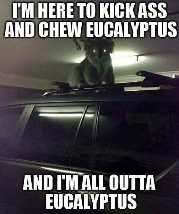 funny-pictures-627