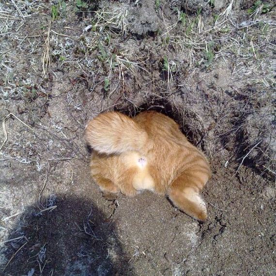 funny-pictures-627