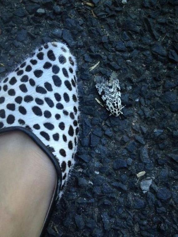 funny-pictures-628