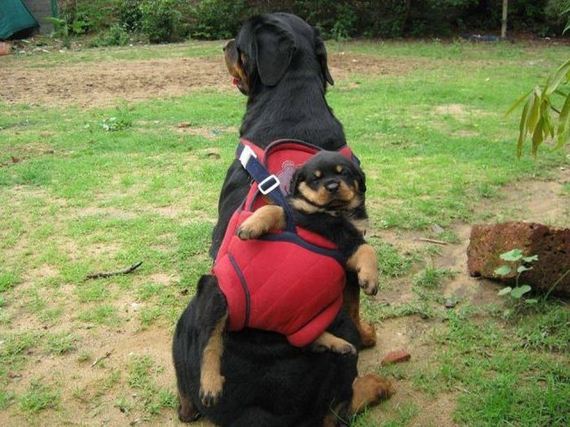 funny-pictures-628