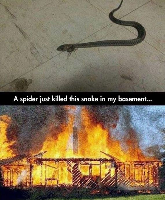 funny-pictures-630