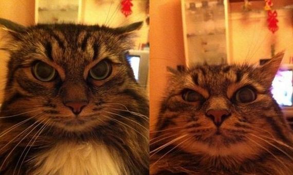 funny-pictures-633