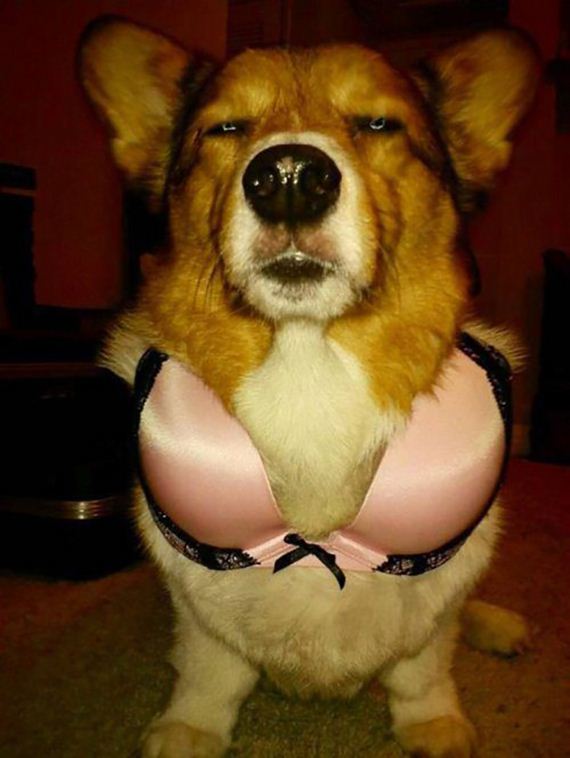 funny-pictures-634