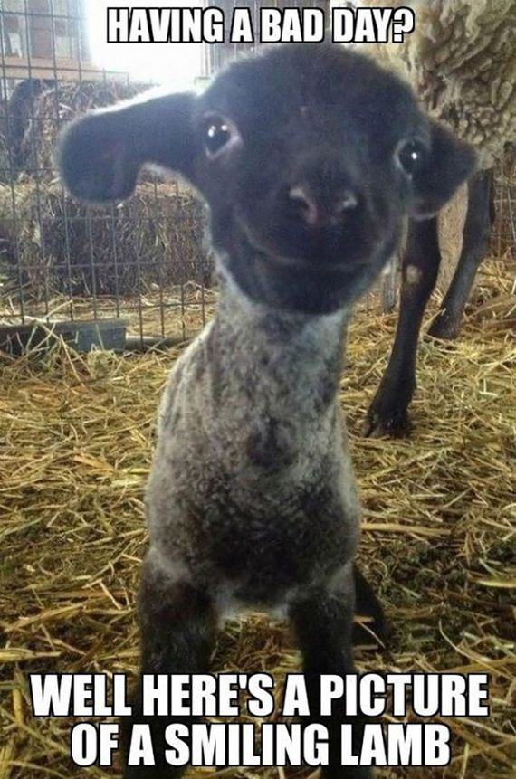funny-pictures-634