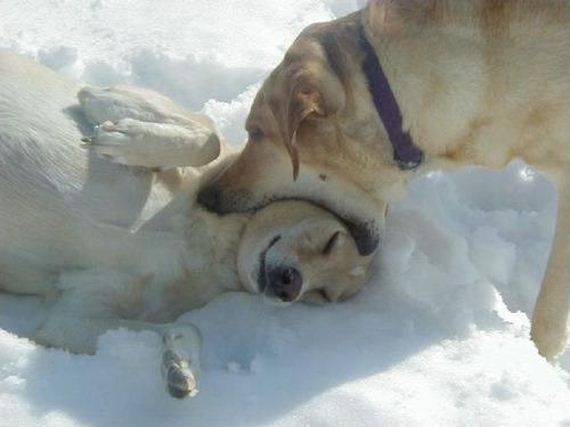 funny-pictures-634