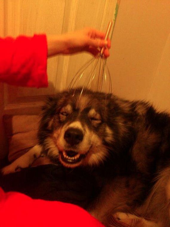 funny-pictures-634
