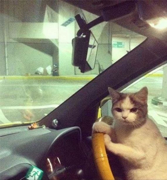 funny-pictures-635
