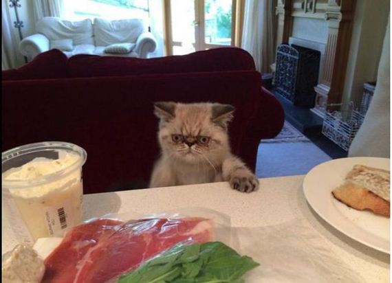 funny-pictures-635