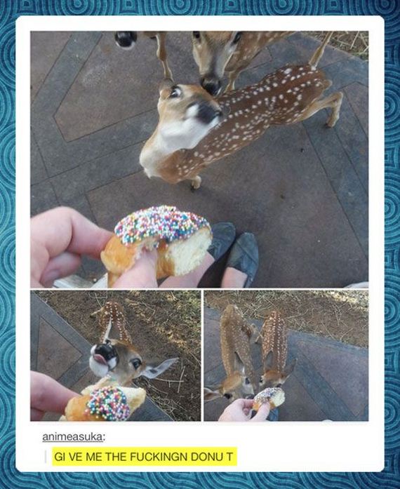 funny-pictures-635