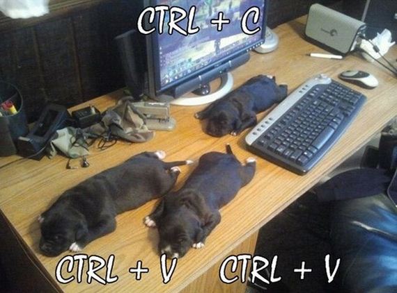 funny-pictures-635