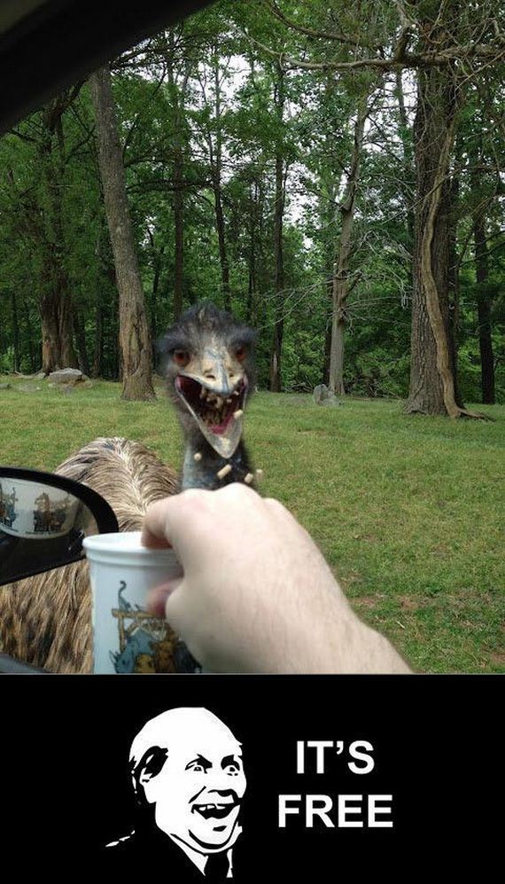 funny-pictures-635