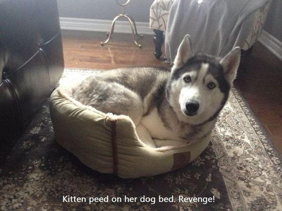 funny-pictures-637