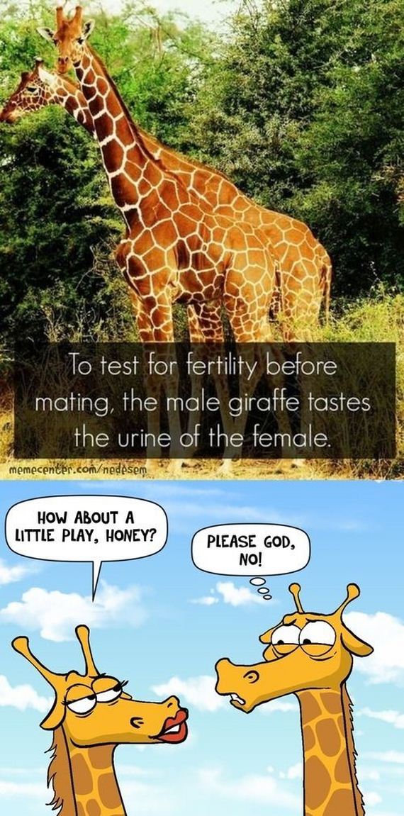 funny-pictures-637