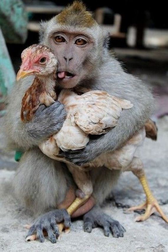 funny-pictures-637